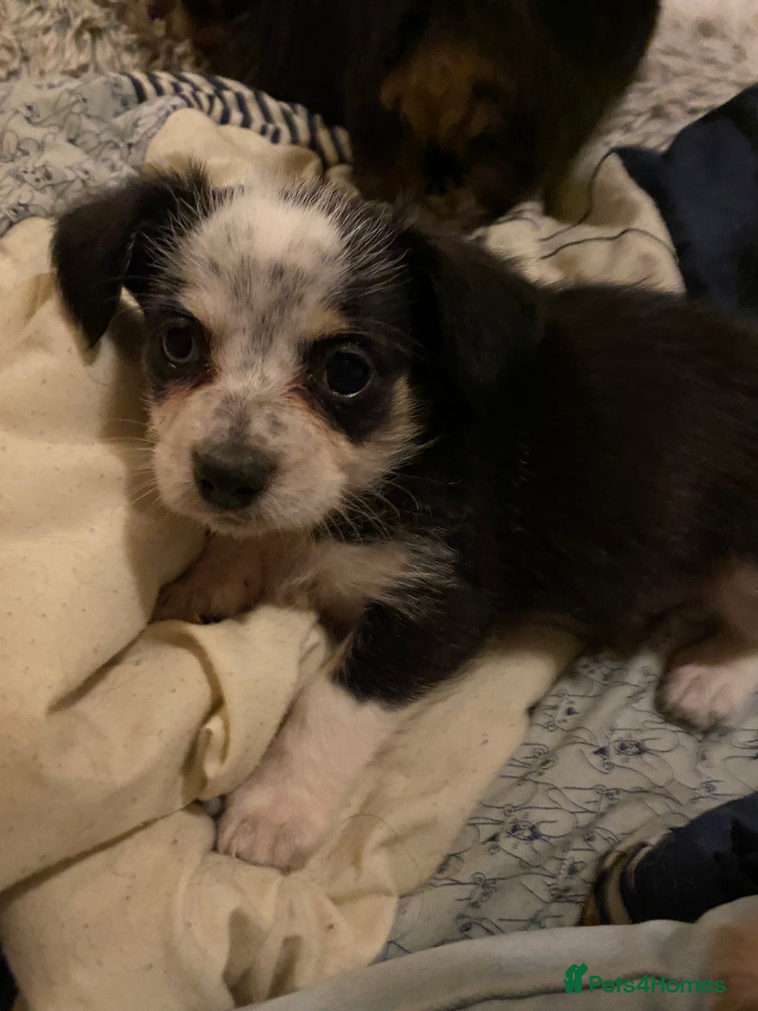 Mixed Breed dogs for sale: Terrier x pom - Advert 6