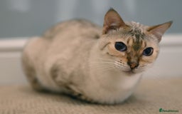 Bengal cats for sale: Rare Blue-eyed Snow Bengal female cat - Image 6