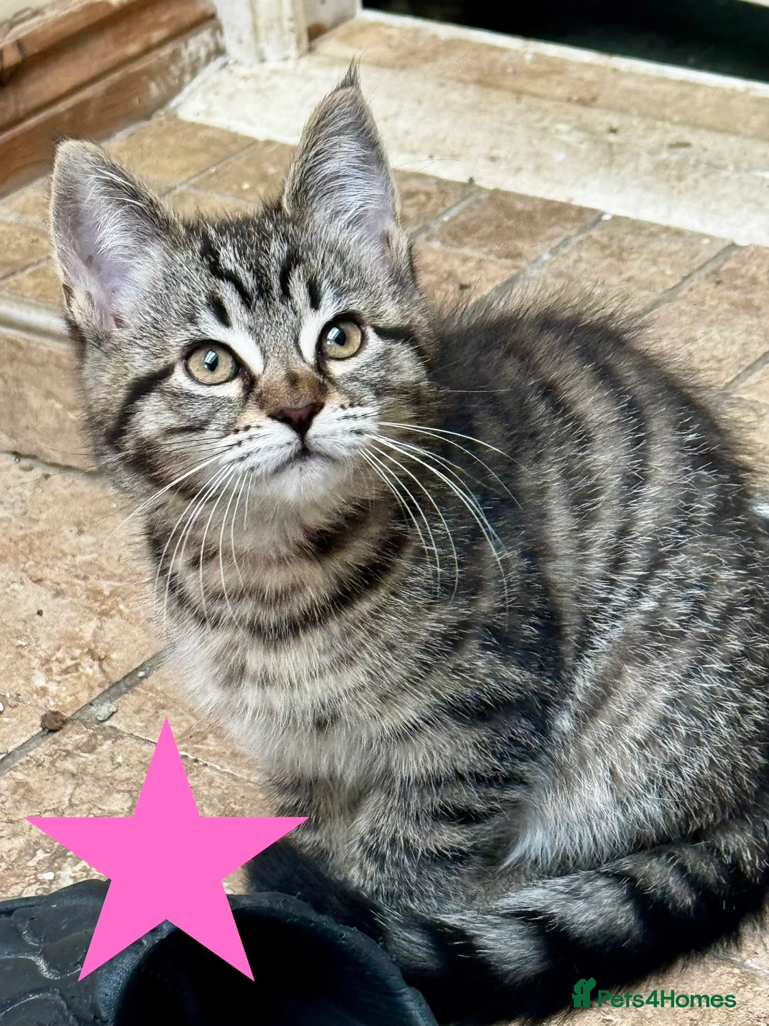 Maine Coon cats for sale: Gorgeous Maine Coon mix kittens - Advert 2