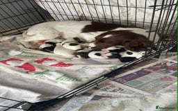 English Springer Spaniel dogs for sale: Kc registered springer spaniel puppies  in Sturminster Newton - Image 2
