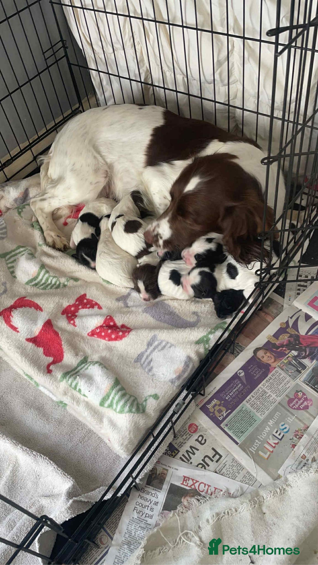 English Springer Spaniel dogs for sale: Kc registered springer spaniel puppies  in Sturminster Newton - Image 2