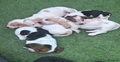Basset Hound dogs - Advert 11