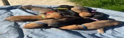 Lurcher dogs for sale: Beautiful lurcher puppies  in Ashford - Advert 1