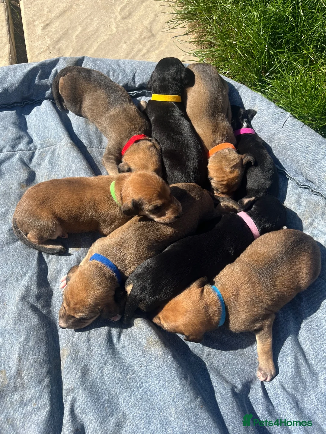 Lurcher dogs for sale: Beautiful lurcher puppies  in Ashford - Advert 1