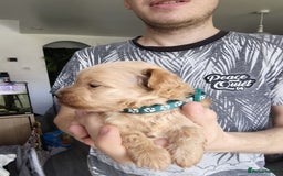 Maltipoo dogs for sale: F1B Toy Maltipoo  - Image 7
