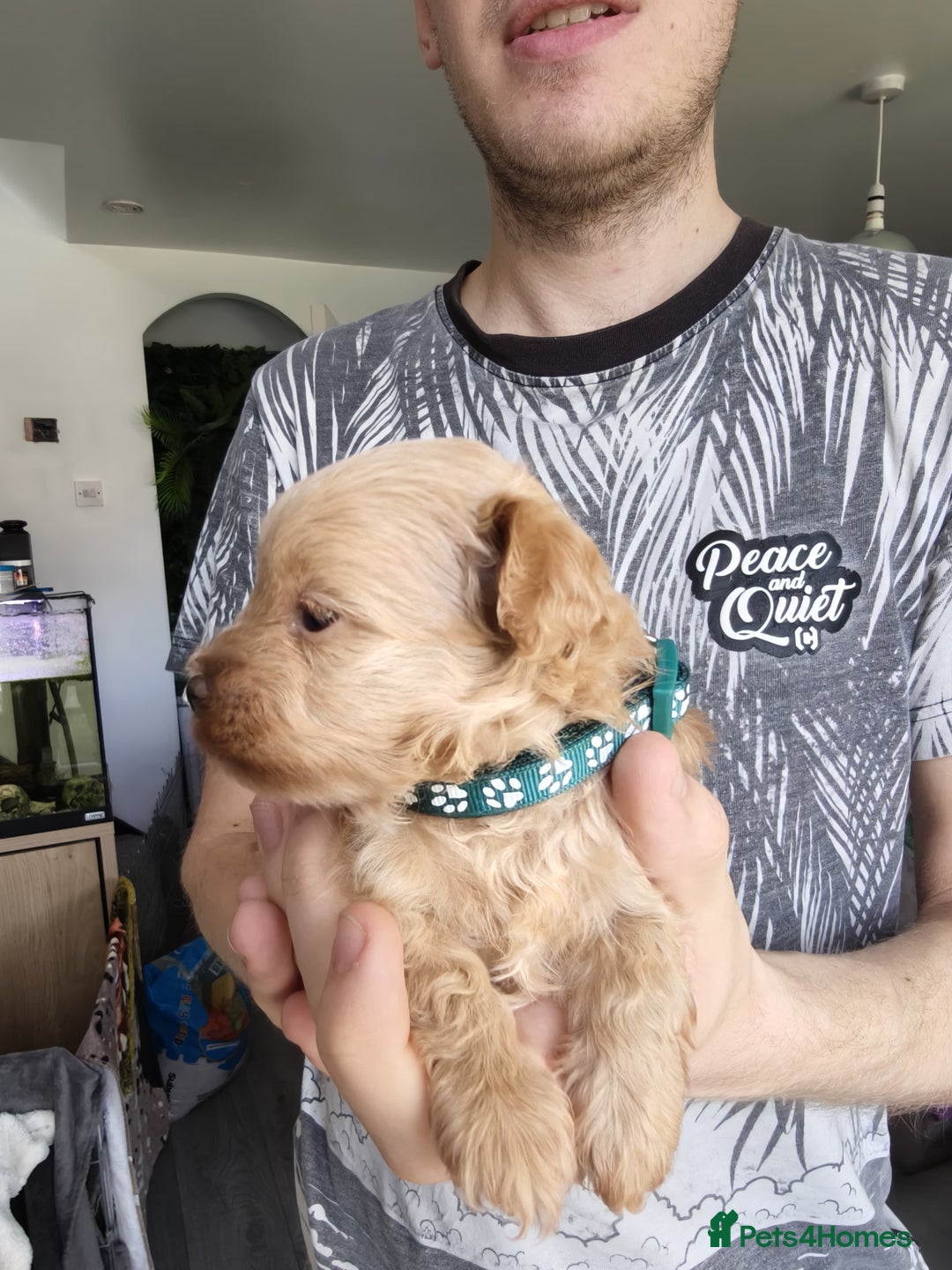 Maltipoo dogs for sale: F1B Toy Maltipoo  - Image 7
