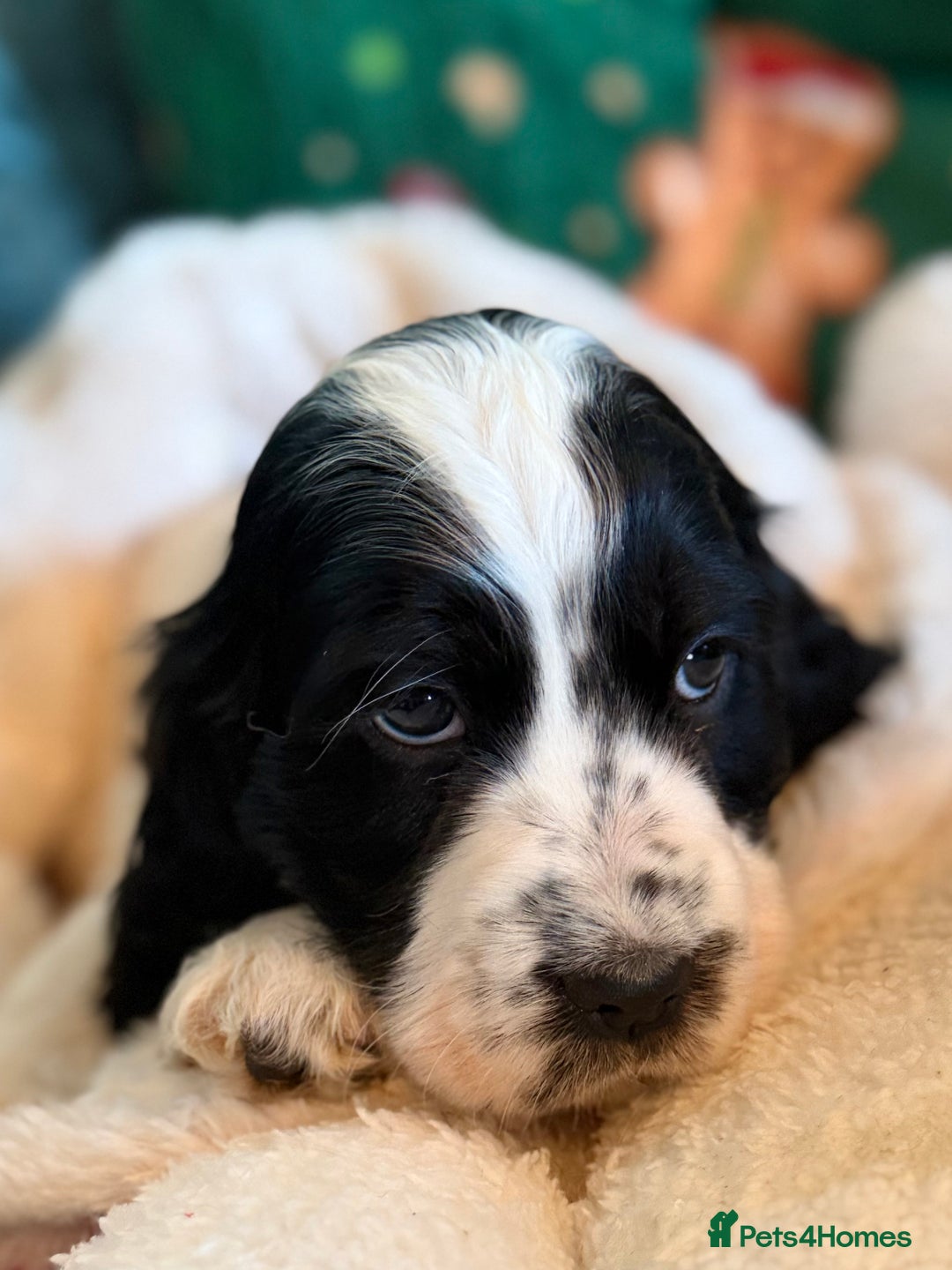 Cocker Spaniel dogs for sale: Stunning Blue Roan Pups Available - Advert 9