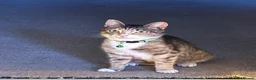Mixed Breed cats for sale: 4 babys looking for a loving home  - Advert 1
