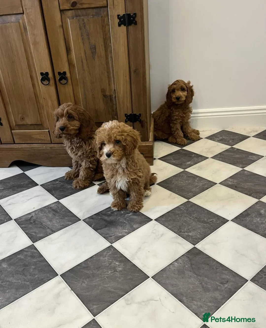 Cavapoo dogs for sale: STUNNING COLOURS 💕 CAVAPOO PUPPIES  in Oldham - Advert 1