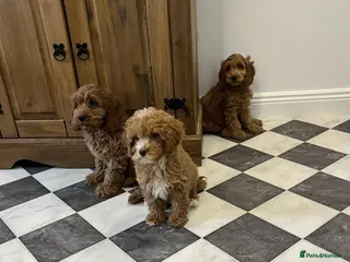 Cavapoo dogs STUNNING COLOURS 💕 CAVAPOO PUPPIES - Advert 4