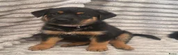 Mixed Breed dogs for sale: German shepherd x rottweiler puppies  in Brierley Hill - Advert 15