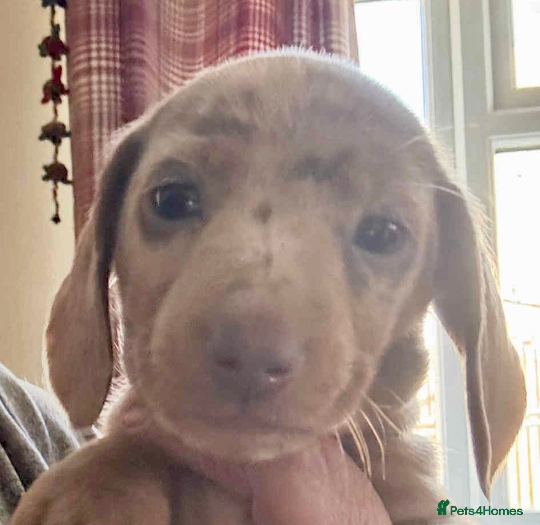 Miniature Dachshund dogs for sale: Ready now - Miniature Dachshunds Puppies - Image 2