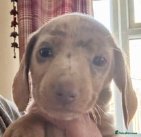 Miniature Dachshund dogs - Advert 7