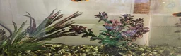 Platies fish for sale: Fish Tank / Aquarium Complete Set – Ready to Go - Advert 4