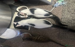 Mixed Breed cats for sale: Milo & willow  - Image 3