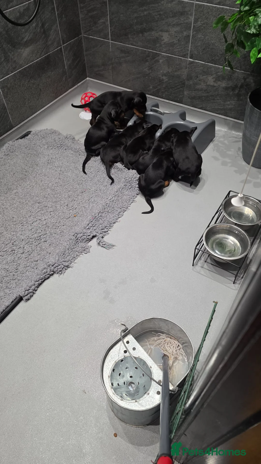 Dobermann dogs for sale: Trojanteam dobermanns puppies - Advert 3
