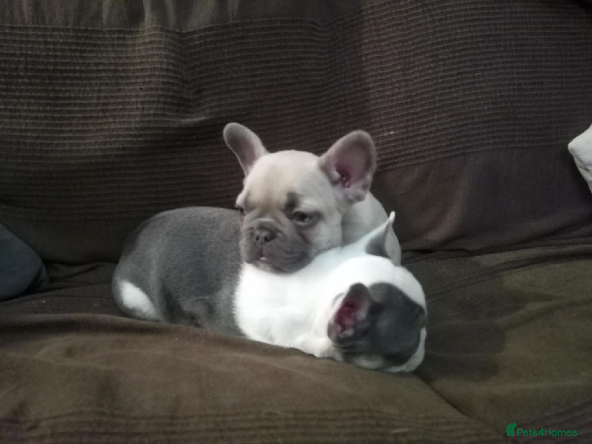 French Bulldog dogs French Bulldog Puppies For Sale  - Advert 12