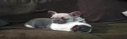 French Bulldog dogs for sale: French Bulldog Puppies For Sale  - Advert 1