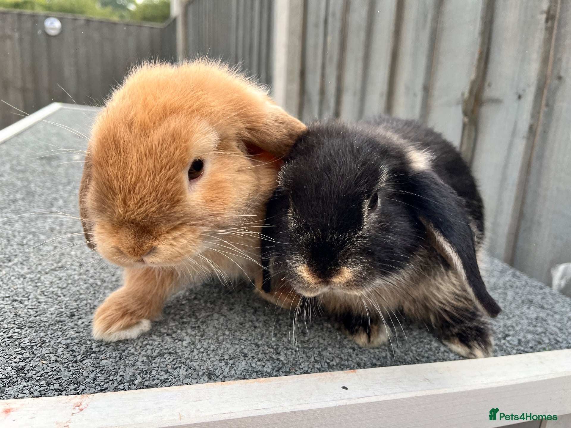 Mini Lop rabbits 🐰 Gorgeous Female Mini Lop Bunnies 🐰 - Advert 1