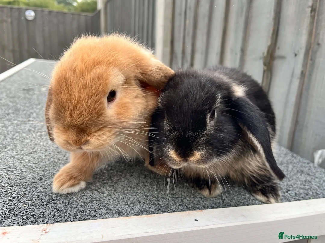 Mini Lop rabbits for sale: 🐰 Gorgeous Female Mini Lop Bunnies 🐰 in Wrexham - Advert 1