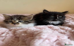 Maine Coon cats for sale: Maine Coon Cross Kittens  - Image 2