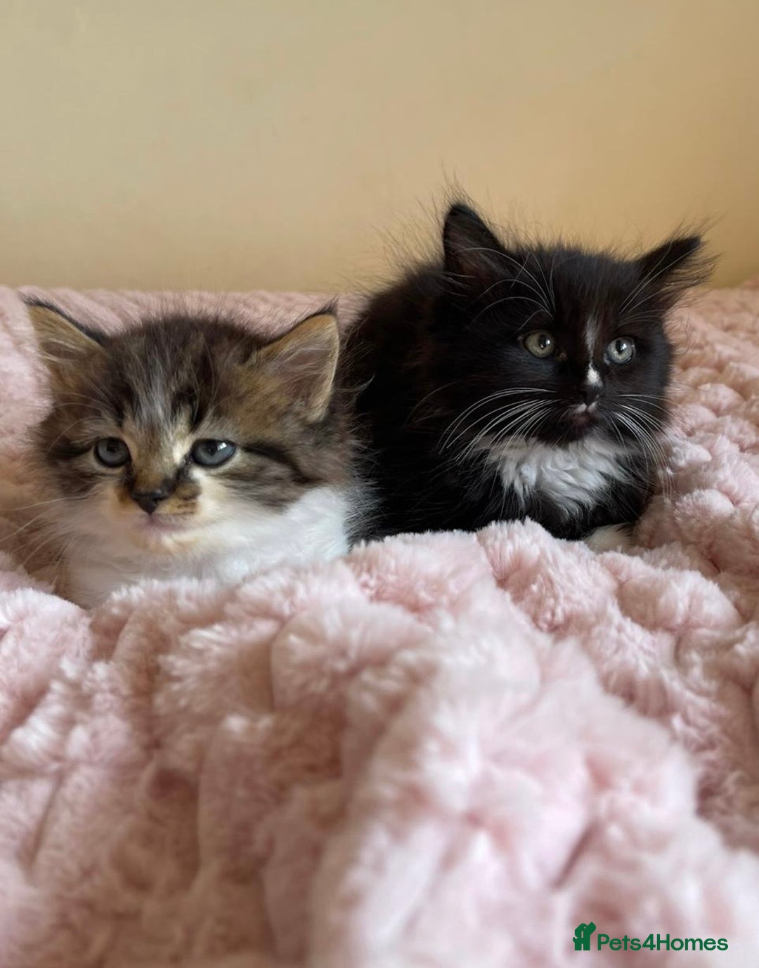 Maine Coon cats for sale: Maine Coon Cross Kittens  - Image 2