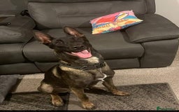 Belgian Shepherd Dog dogs for stud: Belgium malinois stud dog  in Bath - Image 5