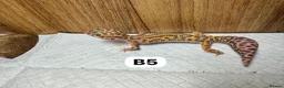 Leopard Gecko reptiles for sale: Available Rescue Looking for Their Forever Homes - Advert 9