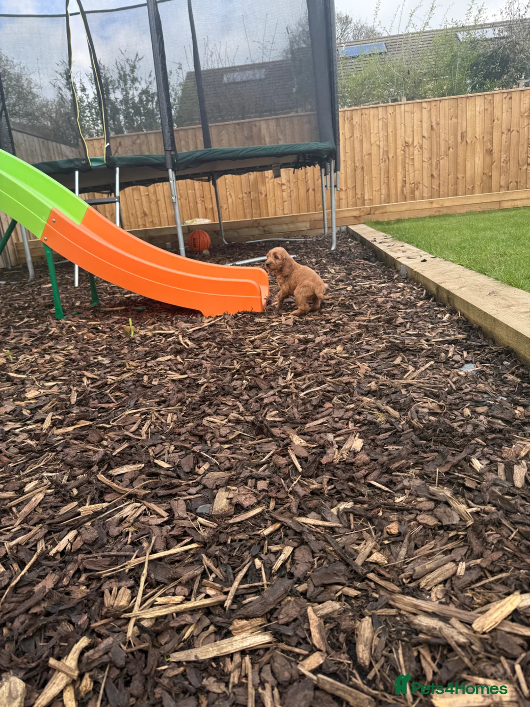 Cavapoo dogs for sale: Red F1 Cavapoos  - Advert 4