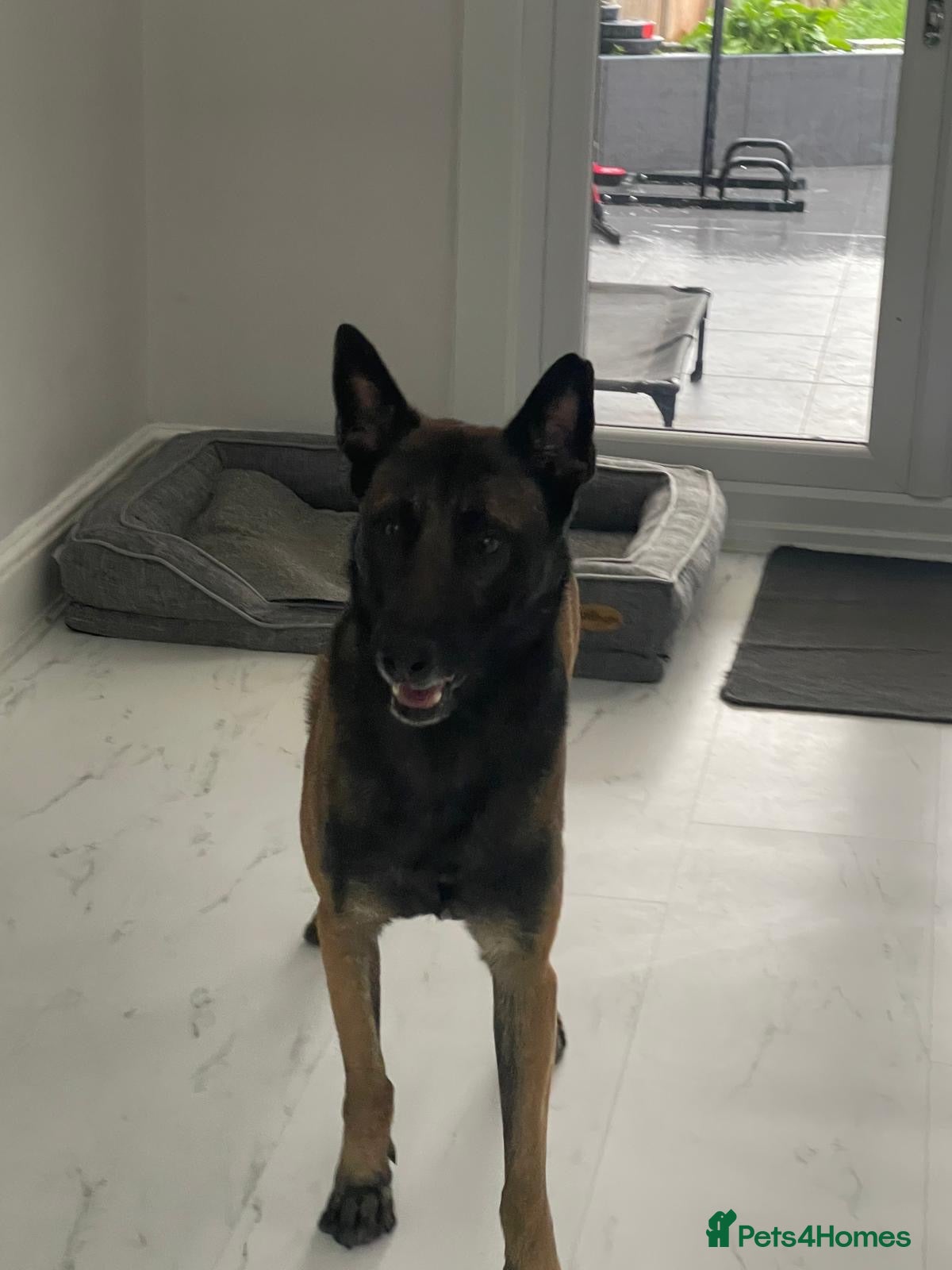 Belgian Shepherd Dog dogs Belgian Malinois Chico  - Advert 1