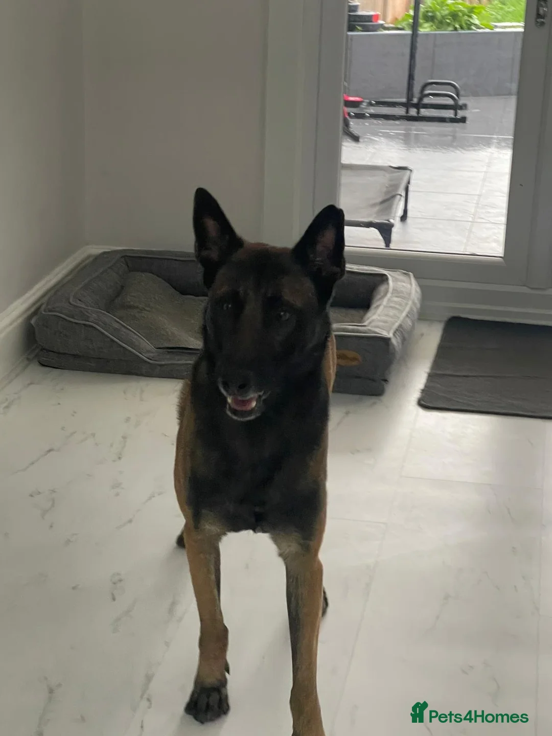 Belgian Shepherd Dog dogs for sale: Belgian Malinois Chico  - Advert 1