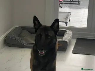 Belgian Shepherd Dog dogs Belgian Malinois Chico - Advert 1