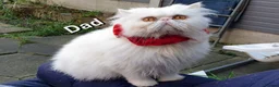 Mixed Breed cats for sale: Beautiful Black Ragdoll x Persian Kitten Ready Now in Barnsley - Advert 5