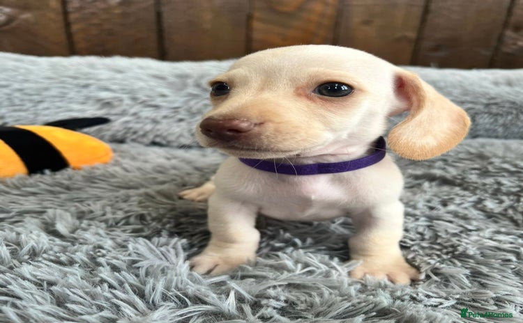 Miniature Dachshund dogs - Advert 3