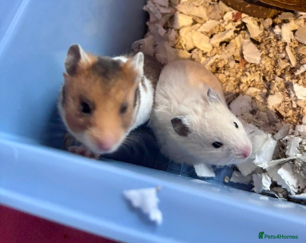 Hamster rodents Baby Syrian Hamsters - Advert 2