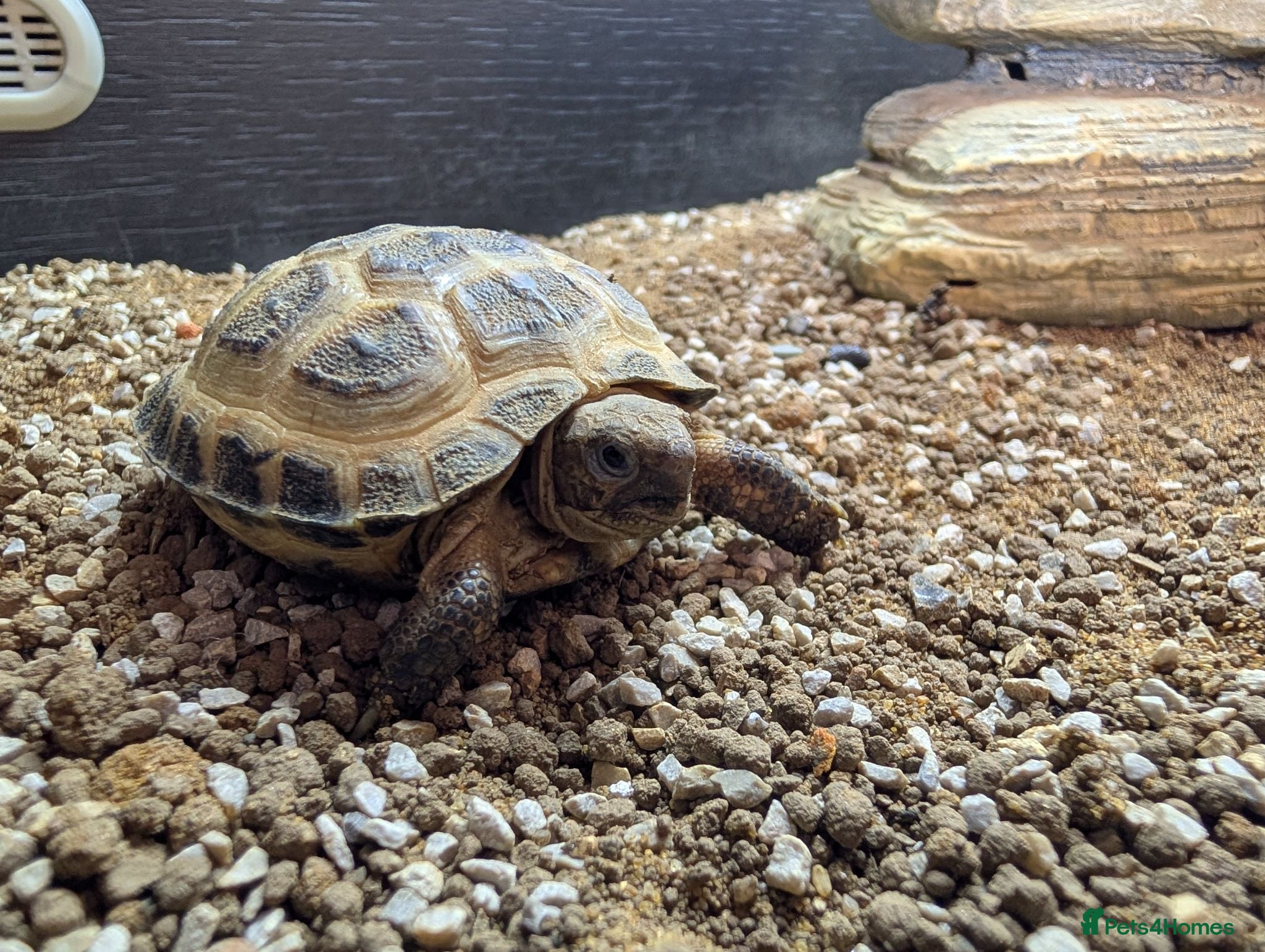Tortoise reptiles Baby Horsefield tortoises from £159.99 - Advert 2