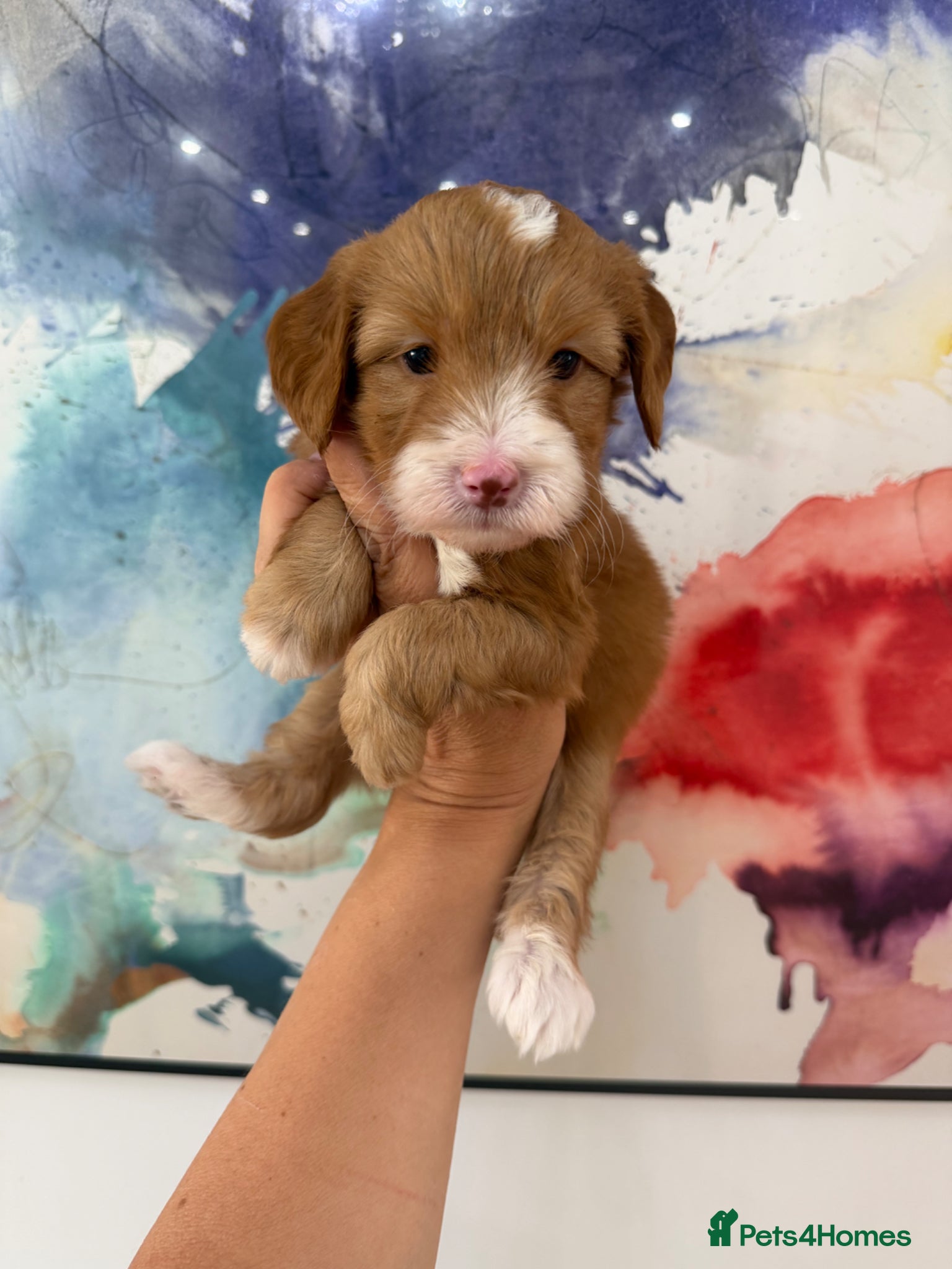 Labradoodle dogs Stunning Miniature Labradoodles Licensed   - Advert 4
