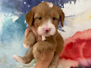 Labradoodle dogs Stunning Miniature Labradoodles Licensed - Advert 4