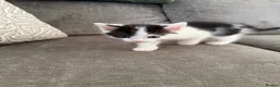 Mixed Breed cats for sale:  half ragdoll kittens for sale 2 male  in Glasgow - Advert 8