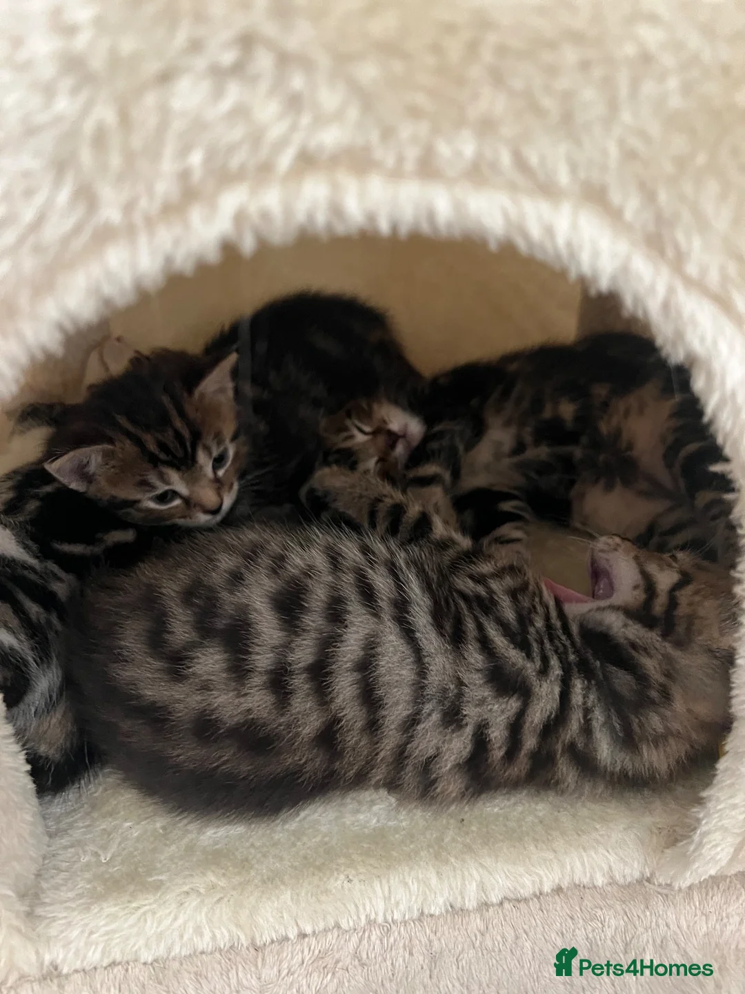 Domestic Shorthair cats for sale: Sweet and playful girls  - Advert 12