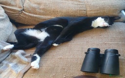 British Shorthair cats for sale: 2 Beautiful Boys for Sale - Image 4