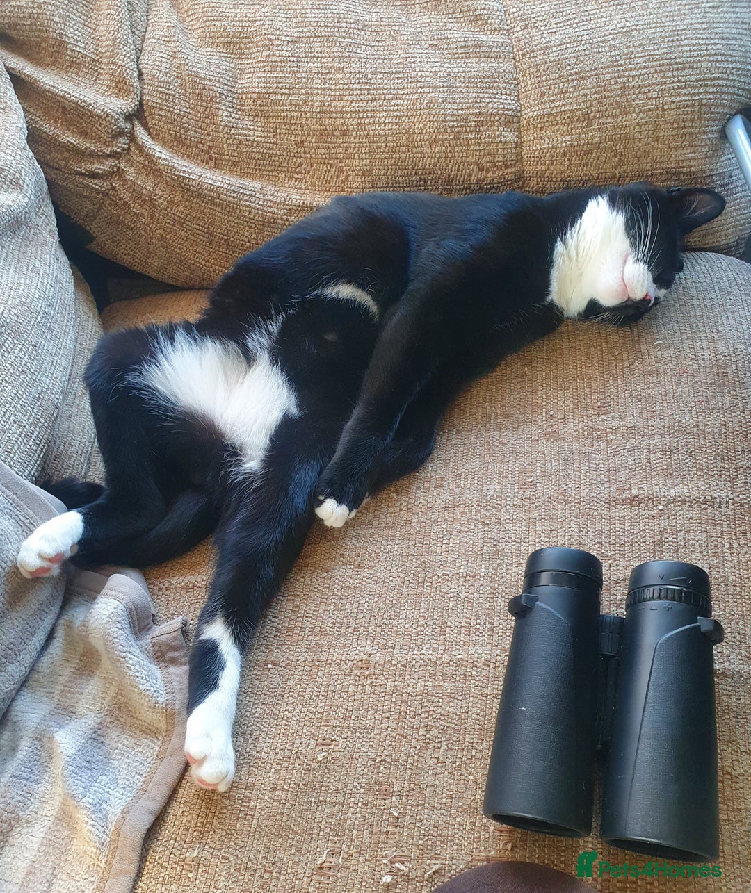 British Shorthair cats for sale: 2 Beautiful Boys for Sale - Image 4