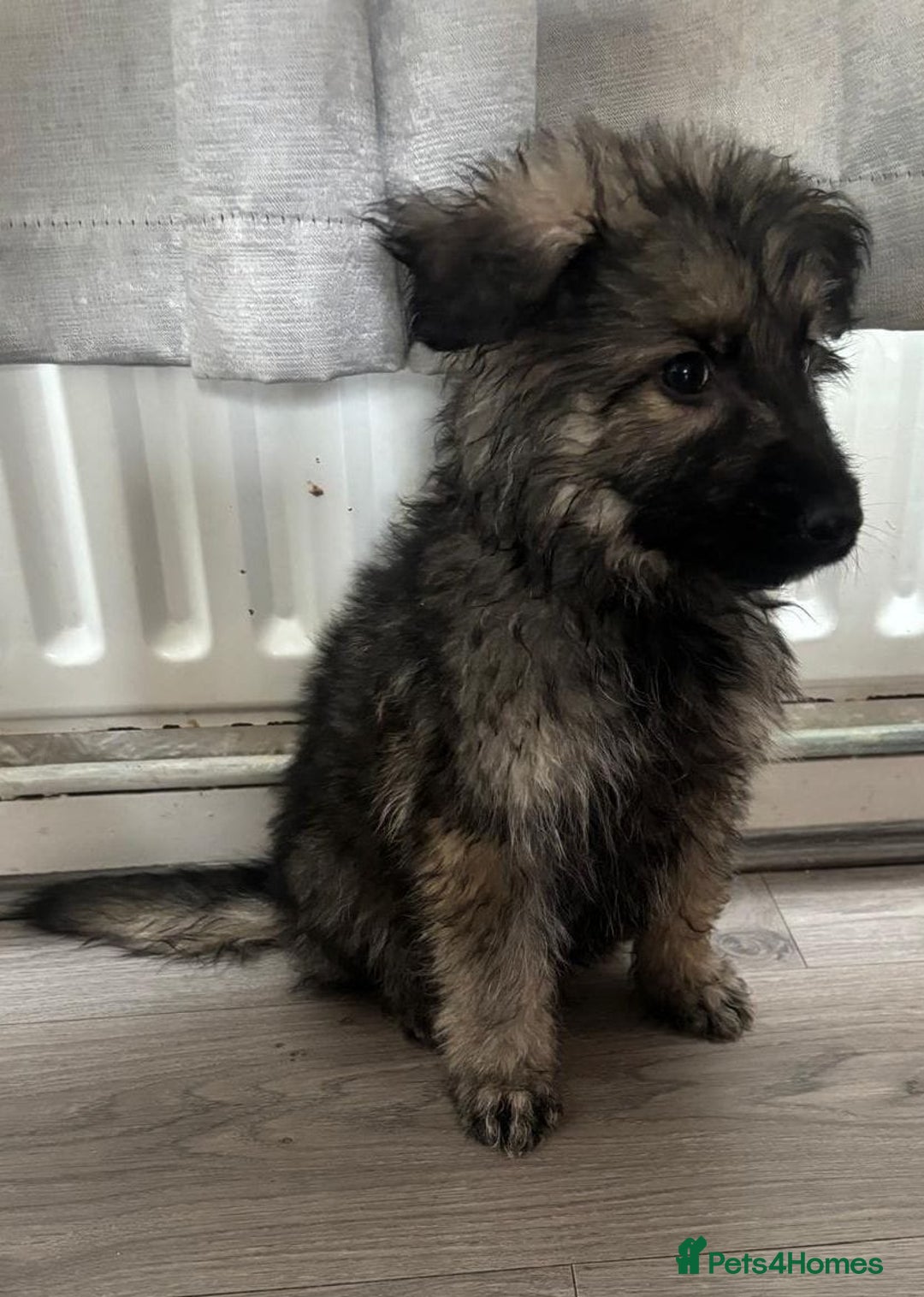 German Shepherd dogs for sale: German shepherd puppies - Image 15