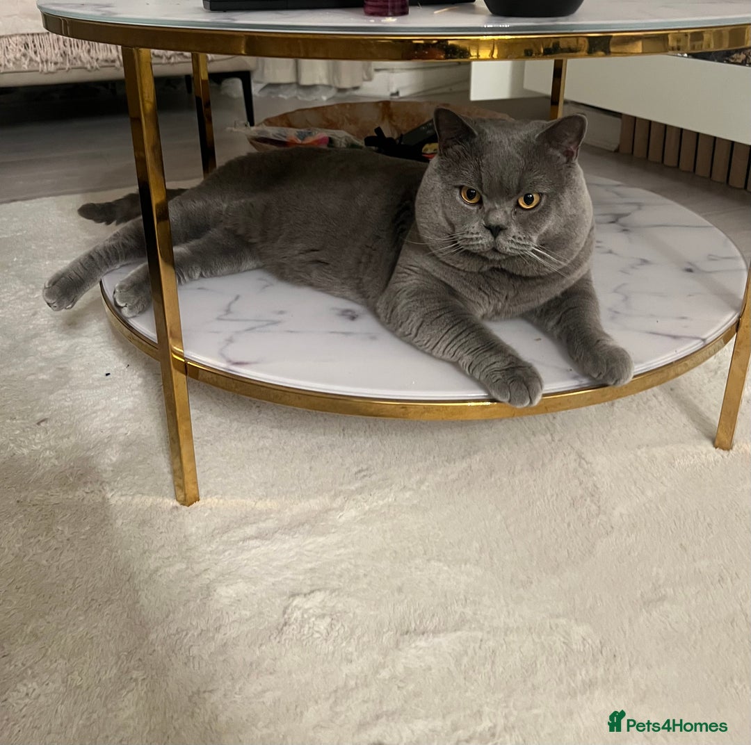 Mixed Breed cats for sale: Russian blue&British shorthair kittens  - Image 5