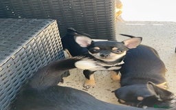Chihuahua dogs for sale: Forever 🏡 ready KC 🇬🇧 chihuahua puppies - Image 13