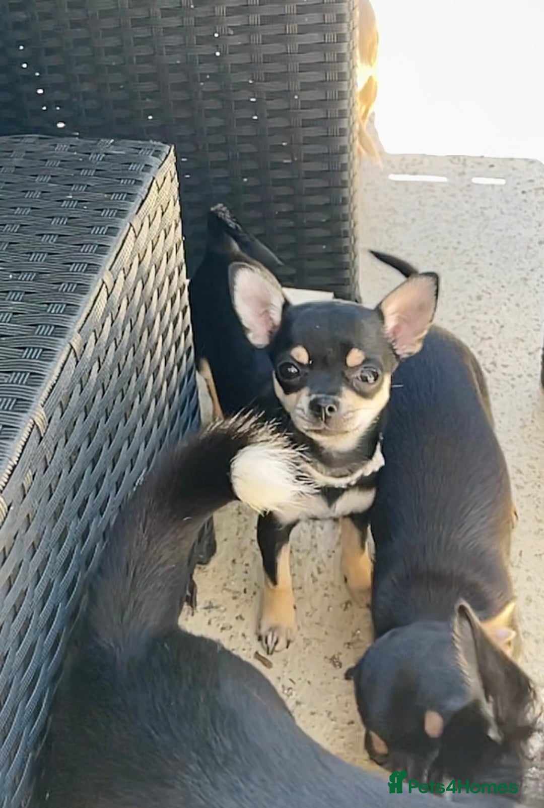 Chihuahua dogs for sale: Forever 🏡 ready KC 🇬🇧 chihuahua puppies - Image 13