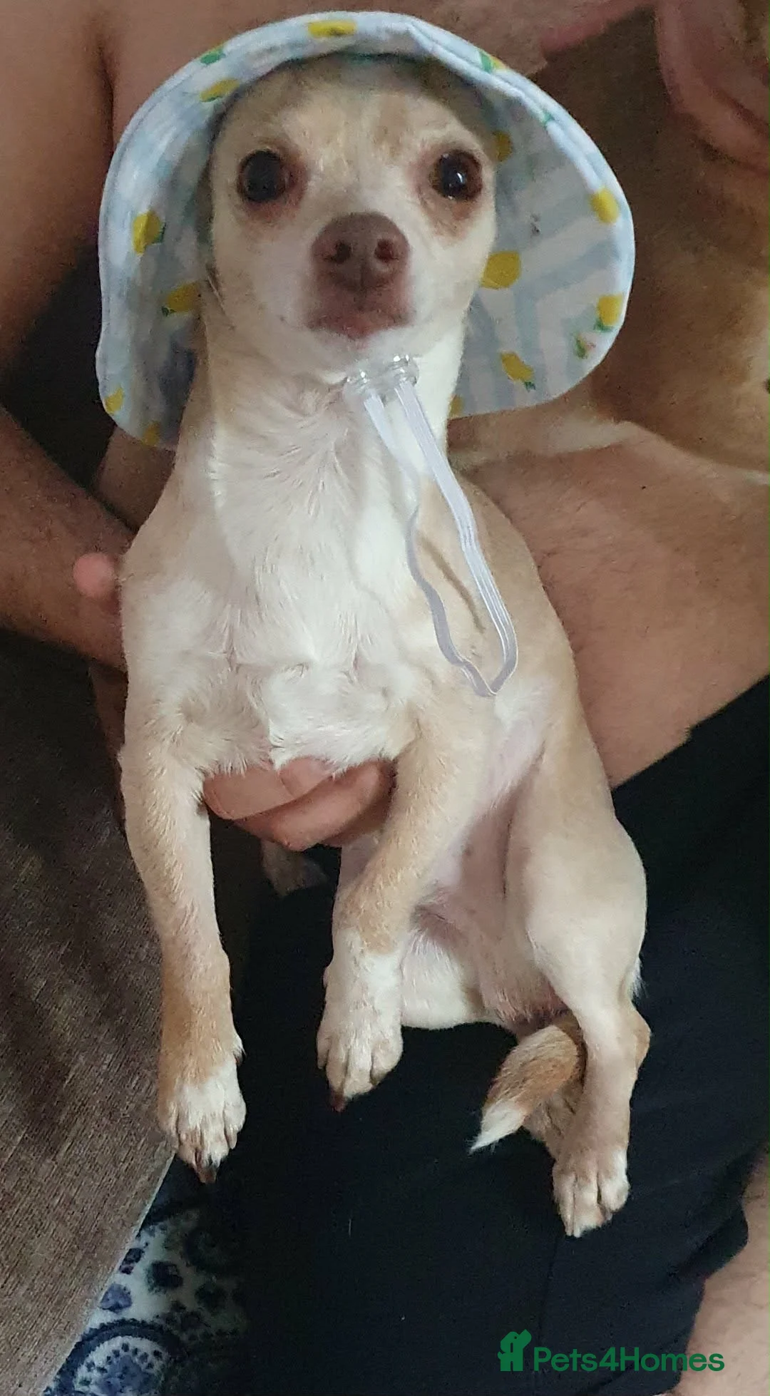 Chihuahua dogs for sale: For sale in Wolverhampton - Advert 2