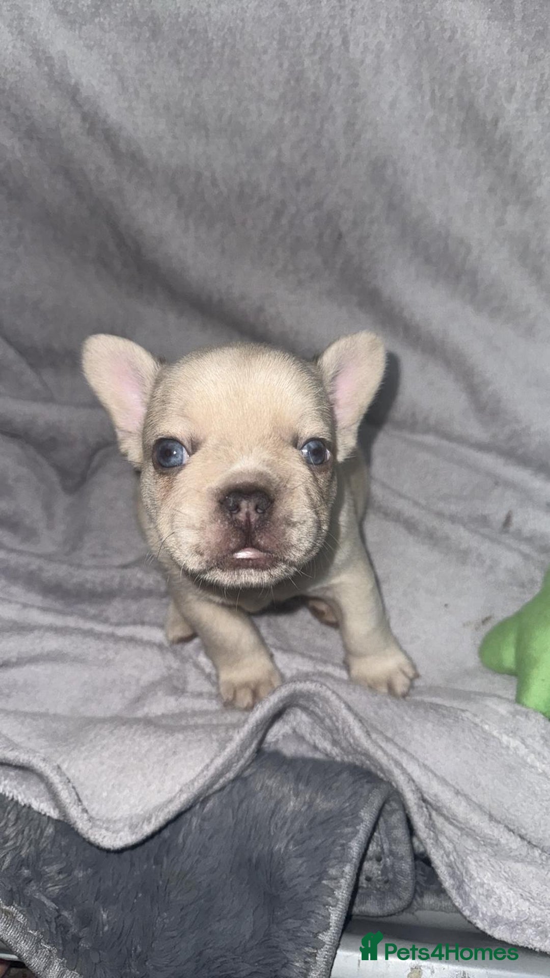 French Bulldog dogs for sale: French bulldogs pedigree - Advert 16