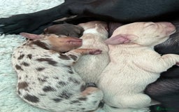 Mixed Breed dogs for sale: Adorable Daschund x spaniel pups  - Image 12