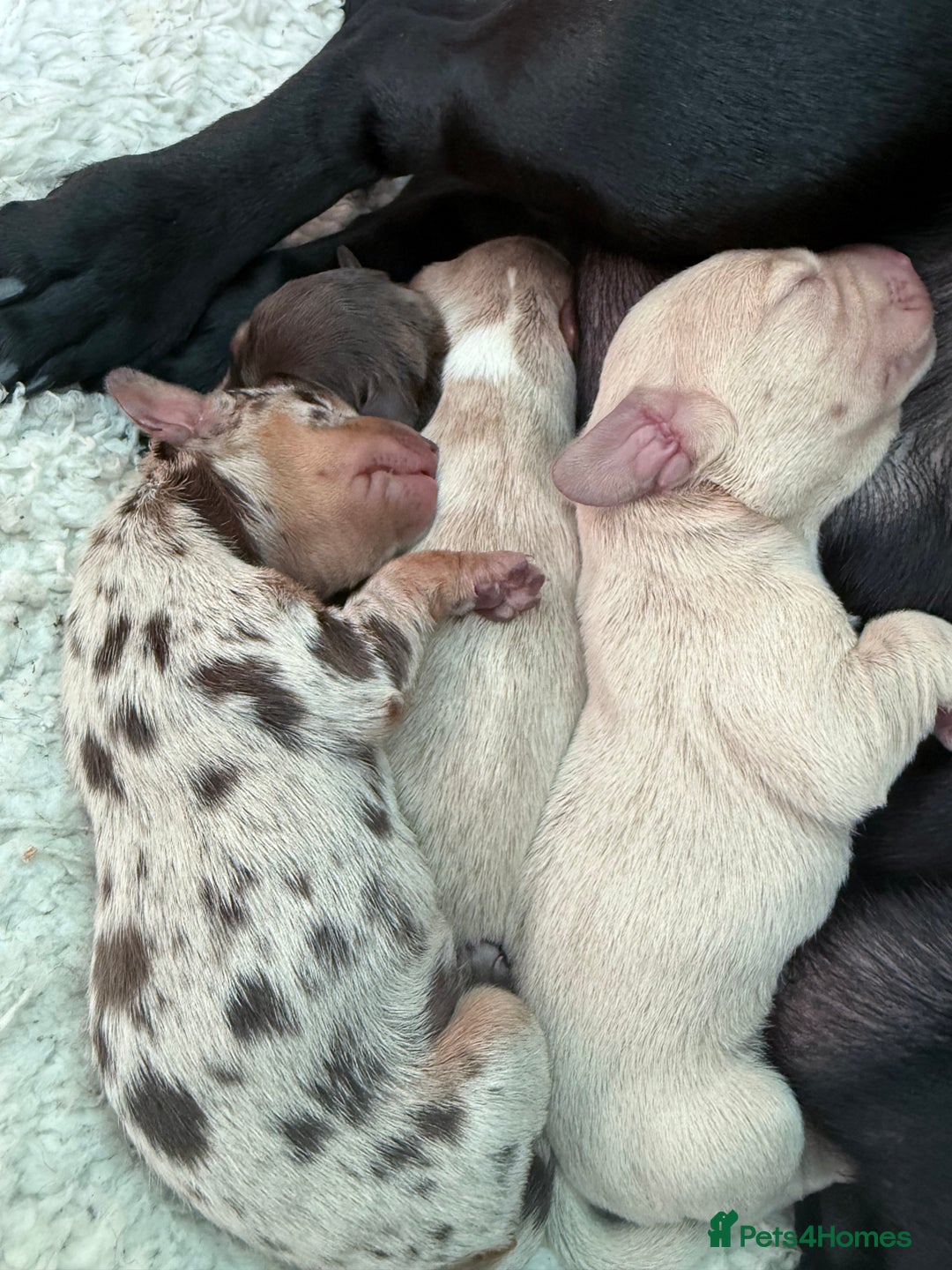 Mixed Breed dogs for sale: Adorable Daschund x spaniel pups  - Image 12